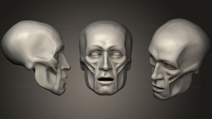 Анатомия скелеты и черепа (КАБИНЕТ ГОЛОВЫ ECORCH, ANTM_0401) 3D модель для ЧПУ станка